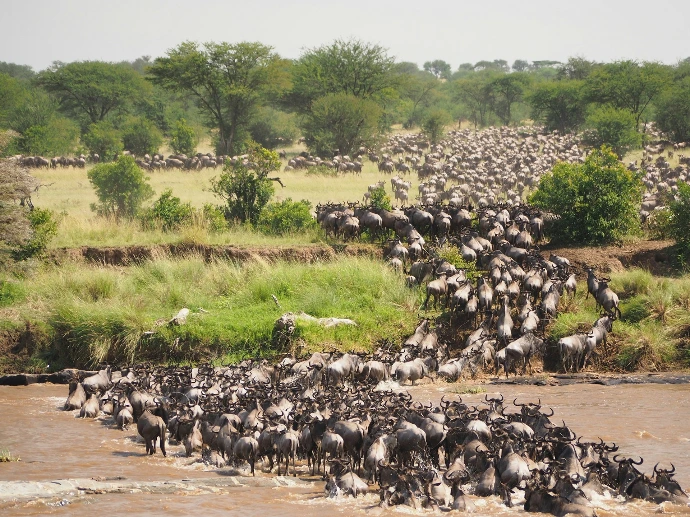 The great Migration from Maasai mara to Serengeti