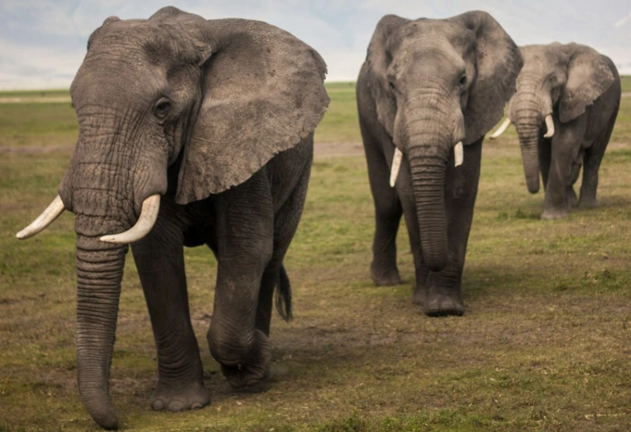 three elephants walking on grass field during day